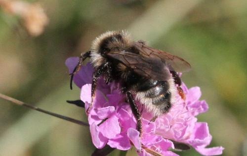 Bombus sp.